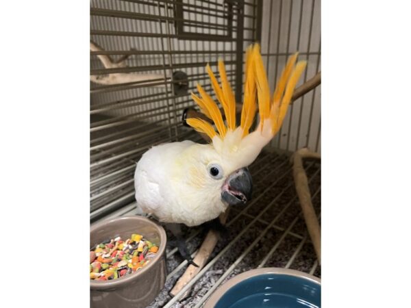 [#3823] Female Eleanora Cockatoo Cross Birds for Sale