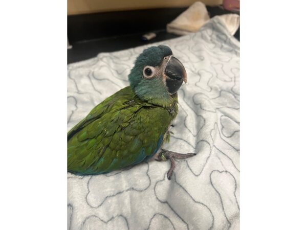 [#3879] Male Blue Headed Macaw Birds for Sale
