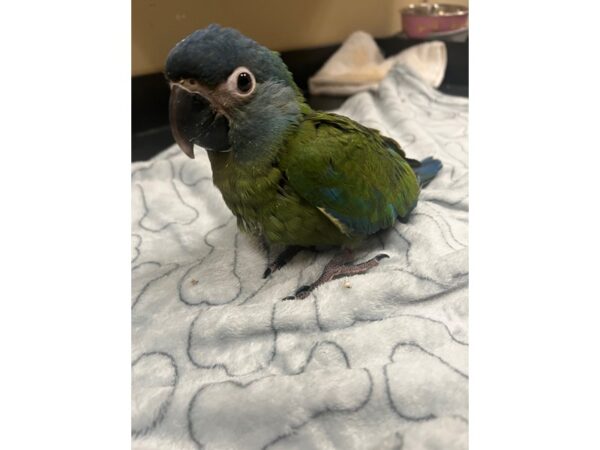 [#3880] Female Blue Headed Macaw Birds for Sale