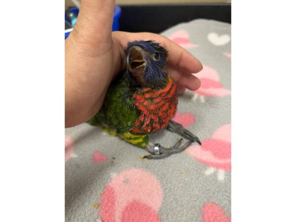 [#3912] Male Green Naped Lorikeet Birds for Sale