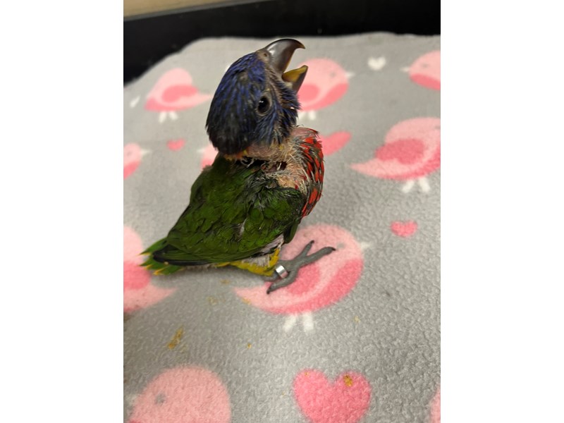 Green Naped Lorikeet - 3911 Image #1
