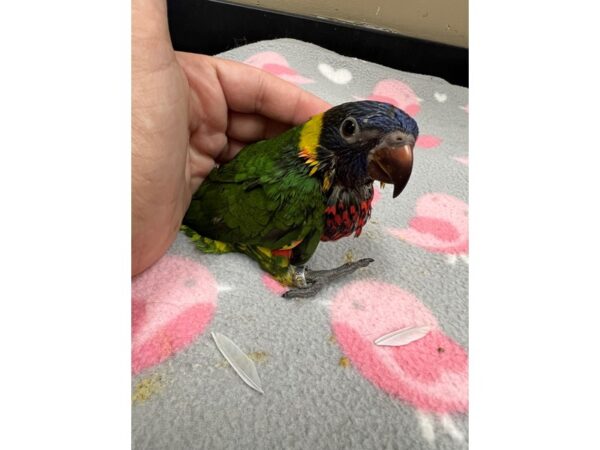 [#3910] Female Green Naped Lorikeet Birds for Sale