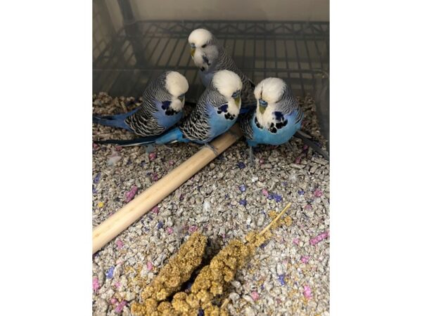 [#3909] English Budgies Birds for Sale