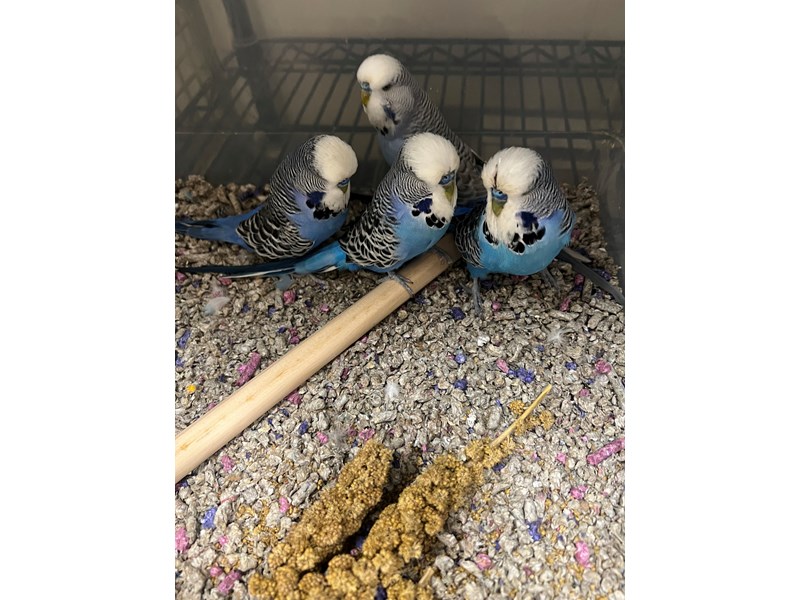 English Budgies - 3909 Image #1