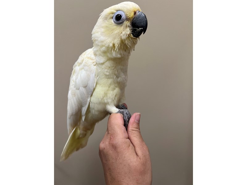 Goffin Cockatoo Cross - 3907 Image #1