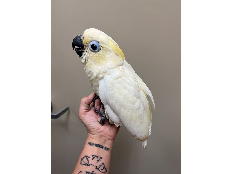 Goffin Cockatoo Cross - 3906 Image #1