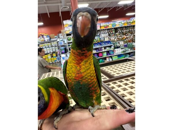 [#3891] Female Rainbow Lory Birds for Sale