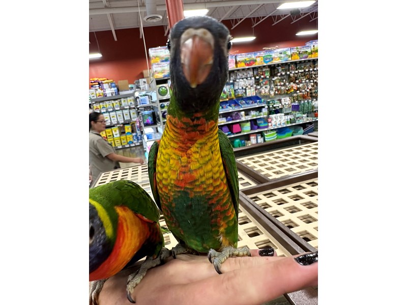 Rainbow Lory - 3891 Image #1