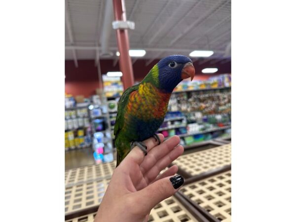 [#3890] Female Rainbow Lory Birds for Sale