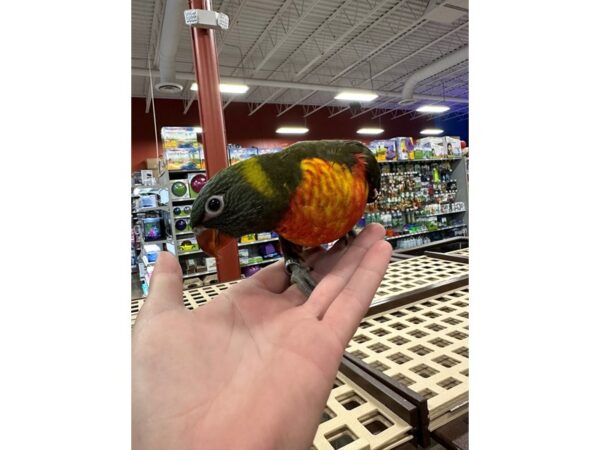 [#3889] Female Rainbow Lory Birds for Sale