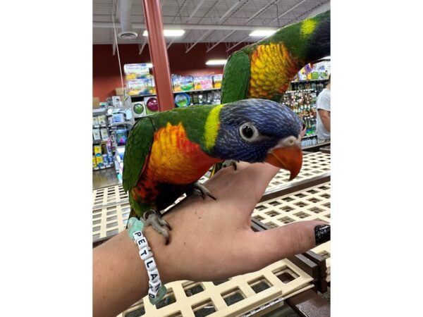 [#3888] Female Rainbow Lory Birds for Sale
