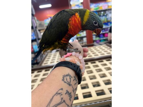 [#3882] Male Rainbow Lory Birds for Sale