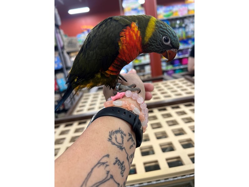 Rainbow Lory - 3882 Image #1