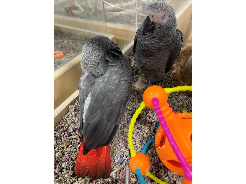 African Congo Grey - 3847 Image #1