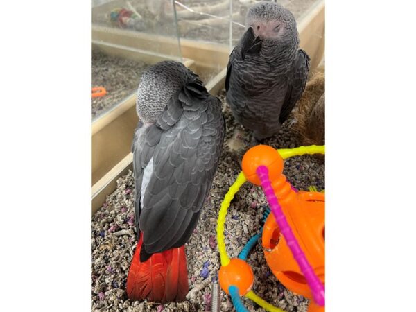 [#3846] Male African Congo Grey Birds for Sale