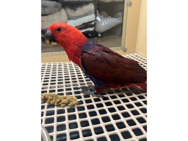 [#3916] Female Eclectus Birds for Sale
