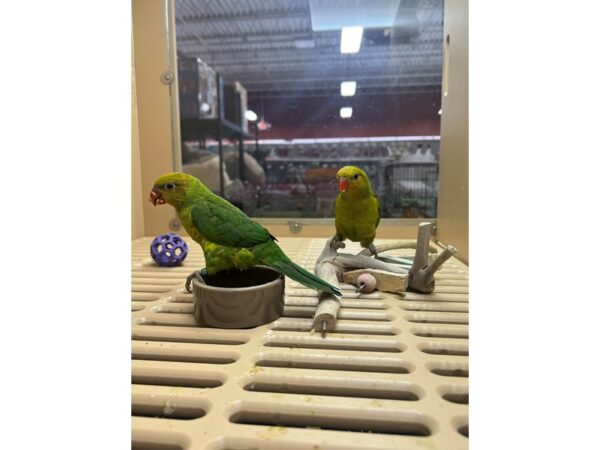 [#3828] Perfect Lorikeet Birds for Sale