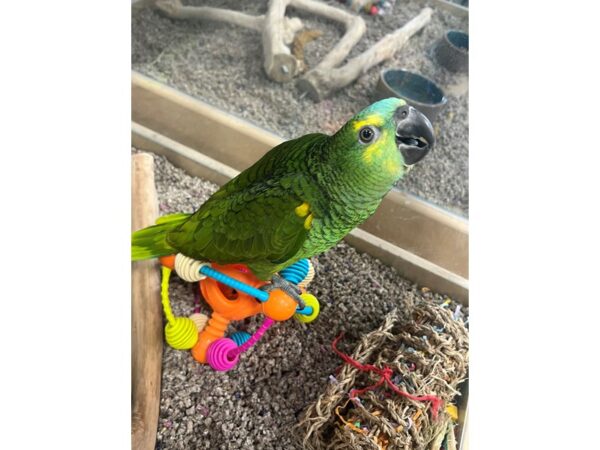 [#3878] Male Blue Fronted Amazon Birds for Sale