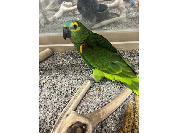 [#3877] Female Blue Fronted Amazon Birds for Sale