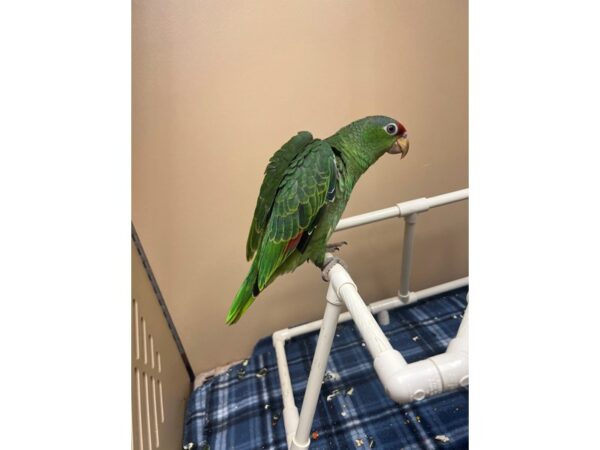 [#3843] Female Mexican Redhead Amazon Birds for Sale
