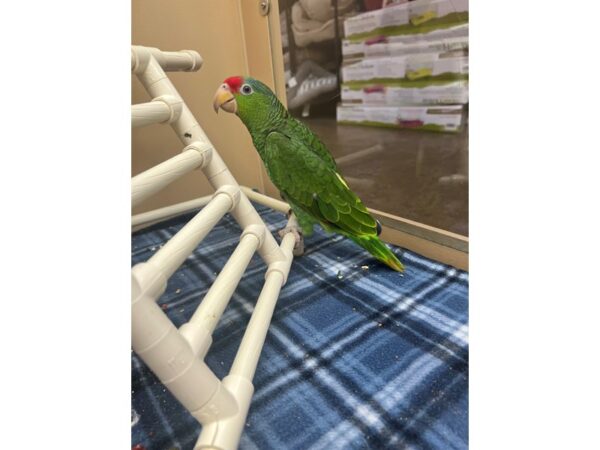 [#3842] Male Mexican Redhead Amazon Birds for Sale
