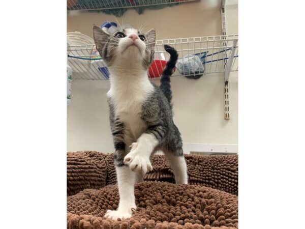 Domestic Short Hair-Cat-Male-Black and White-3924-Petland Norwin, PA