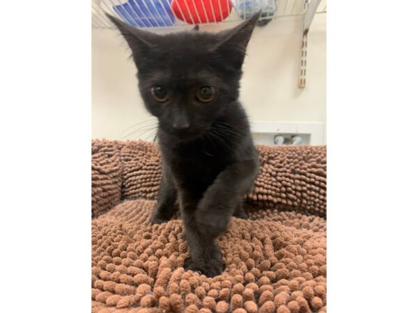 Domestic Short Hair-Cat-Female-Black-3925-Petland Norwin, PA