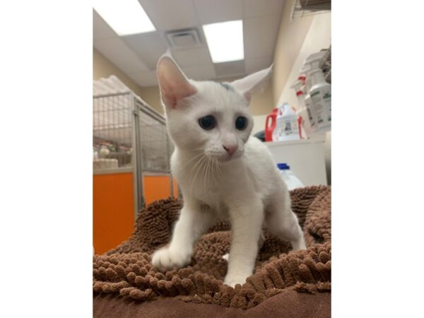 Domestic Medium Hair-Cat-Female-White-3929-Petland Norwin, PA