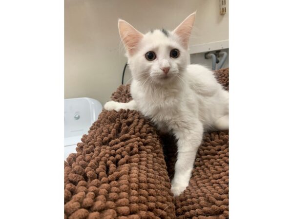 Domestic Medium Hair-Cat-Female-White-3930-Petland Norwin, PA