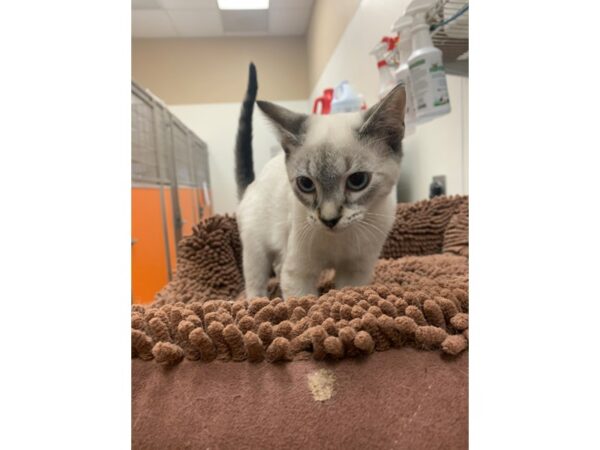 Domestic Short Hair Cat Male Siamese 3923 Petland Norwin, PA