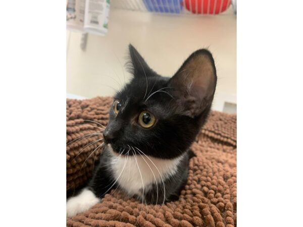 [#3918] black and white Female Domestic Short Hair Kittens for Adoption