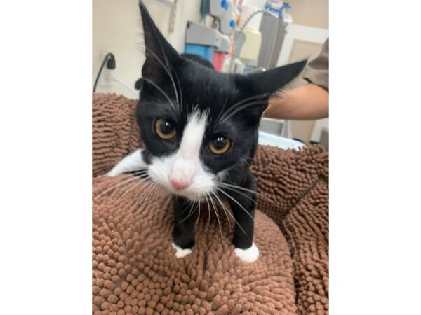 [#3922] Black and White Male Domestic Short Hair Kittens for Adoption