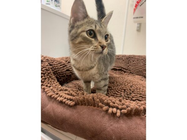 Domestic Short Hair Cat Female Brown- Tabby 3926 Petland Norwin, PA