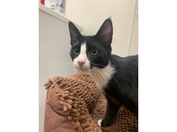 [#3919] black and white Male Domestic Short Hair Kittens for Adoption