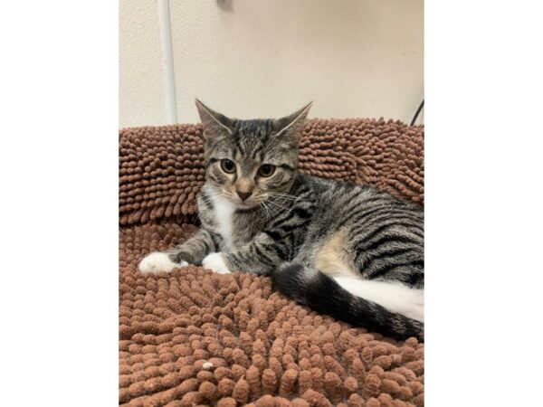 Domestic Short Hair-Cat-Male-Brown-Tabby-3920-Petland Norwin, PA