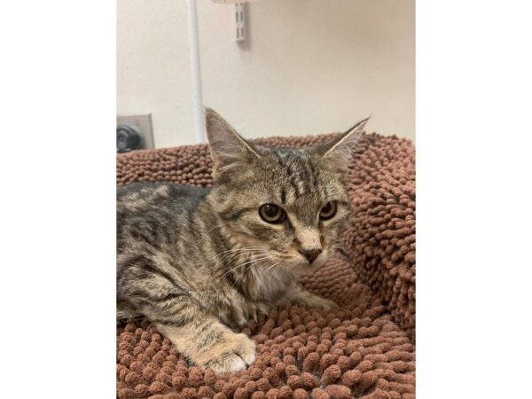 Domestic Short Hair-Cat-Male-Brown Tabby-3927-Petland Norwin, PA