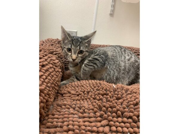 [#3917] Brown Tabby Male Domestic Short Hair Kittens for Adoption