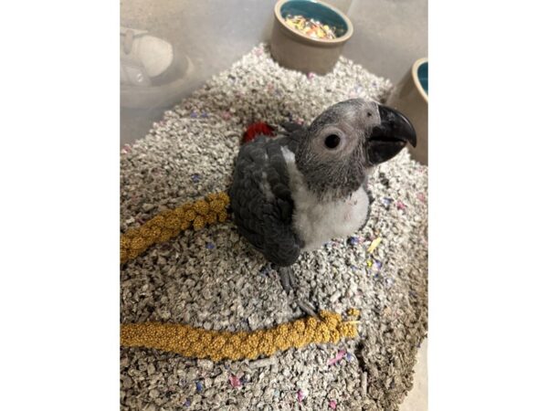 [#3932] Male African Congo Grey Birds for Sale