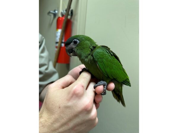 [#3933] Male Hahns Macaw Birds for Sale