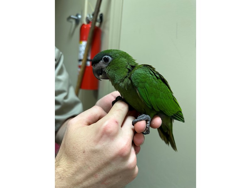Hahns Macaw - 3933 Image #1
