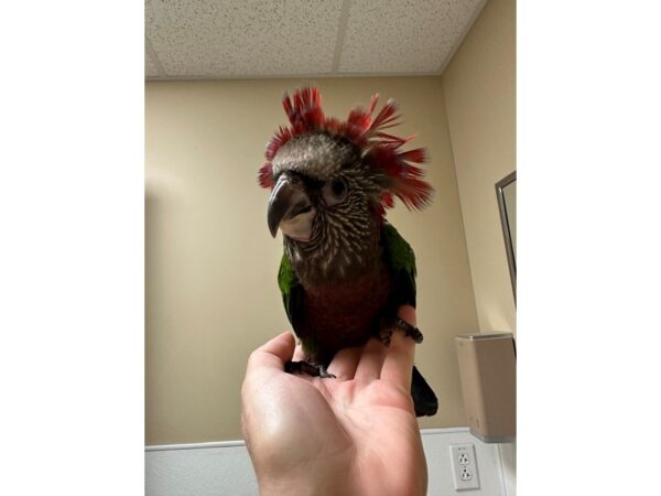 [#3934] Male Hawk Headed Parrot Birds for Sale