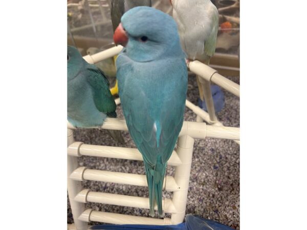 [#3839] Female Cobalt Blue Indian Ringneck Parakeet Birds for Sale