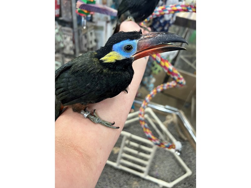 Guyana Toucanet - 3459 Image #1