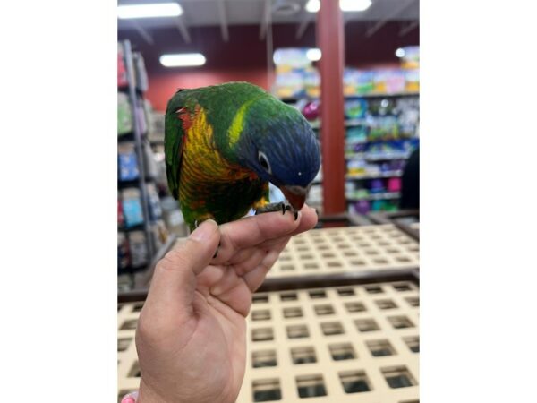 [#3885] Rainbow Lory Birds for Sale