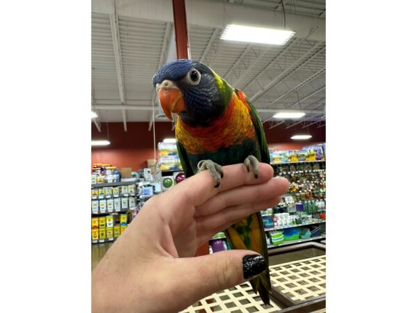 [#3884] Male Rainbow Lory Birds for Sale