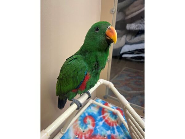 [#3915] Male Eclectus Birds for Sale
