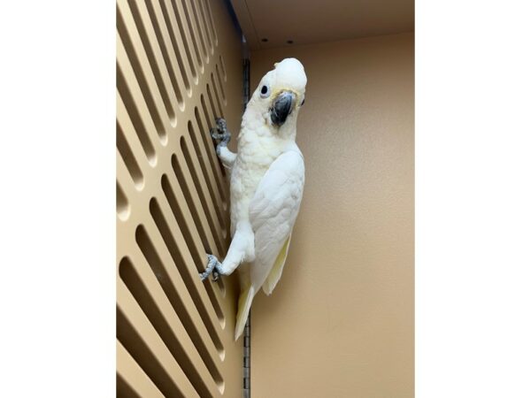 [#3907] Male Goffin Cockatoo Cross Birds for Sale