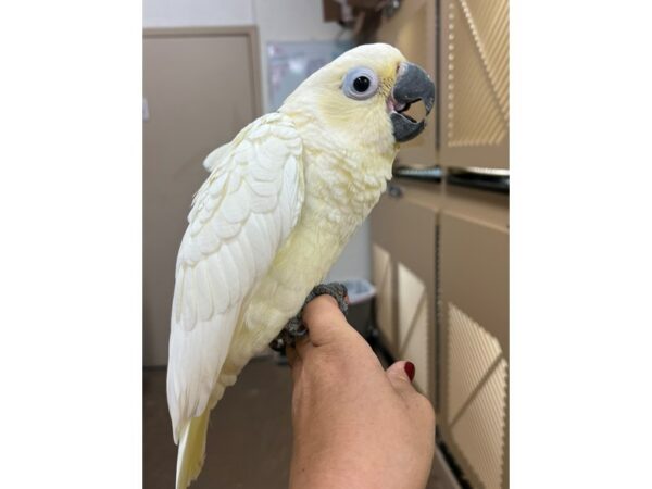 [#3906] Female Goffin Cockatoo Cross Birds for Sale