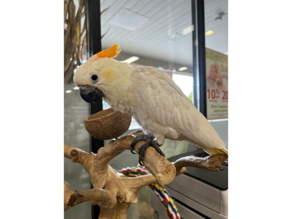 [#3823] Female Eleanora Cockatoo Cross Birds for Sale