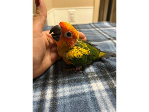[#3942] Male Sun Conure Birds for Sale